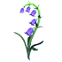 Bluebell Flower — standard appearance