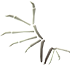 Bone Wings — standard appearance