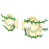 Clam Wings — standard appearance