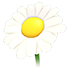 Daisy Flower — standard appearance