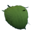 Eco Green Leaf Afro — standard appearance