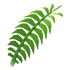 Fern Flower — standard appearance