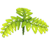 Fern Propeller — standard appearance