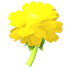 Golden Dandelion — standard appearance