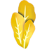 Golden Lettuce — standard appearance