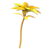 Golden Petunia — standard appearance