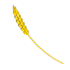 Golden Wheat — standard appearance