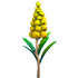 Goldenrod Flower — standard appearance