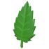 Leaf — standard appearance