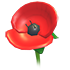 Poppy Flower — standard appearance