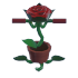 Rose Pogo — standard appearance