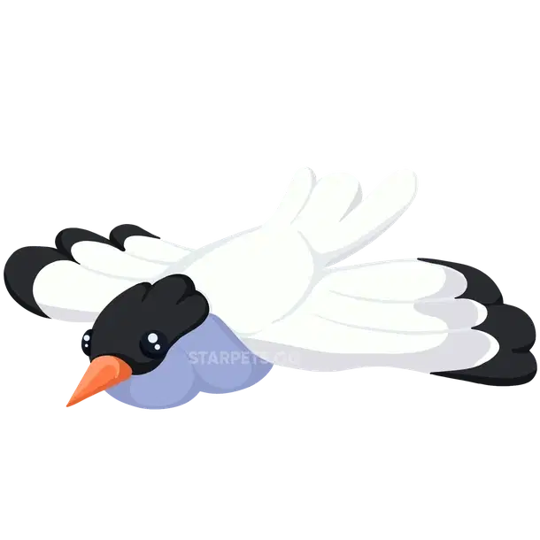 Arctic Tern — standard appearance