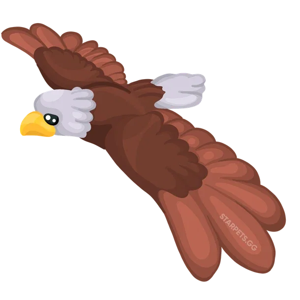 Bald Eagle — standard appearance