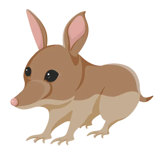 Bandicoot — standard appearance