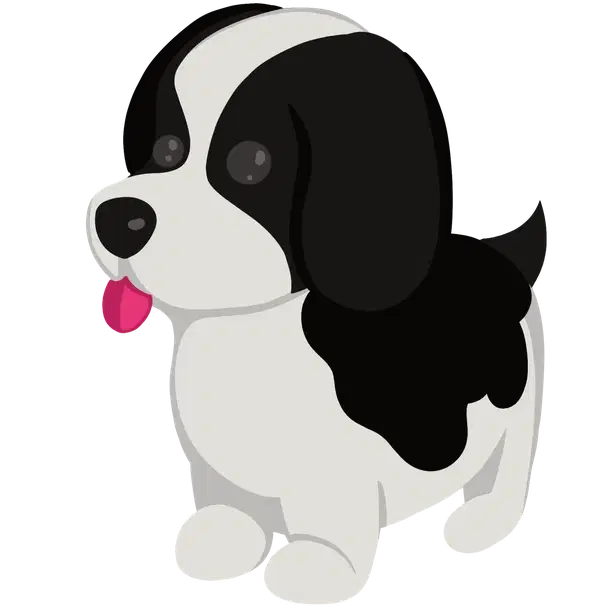 Black Springer Spaniel — standard appearance
