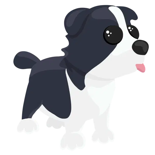 Border Collie — standard appearance