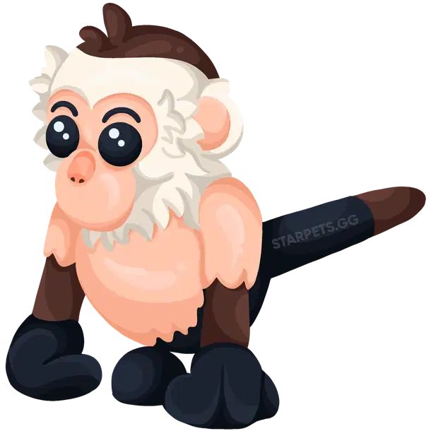 Capuchin Monkey — standard appearance