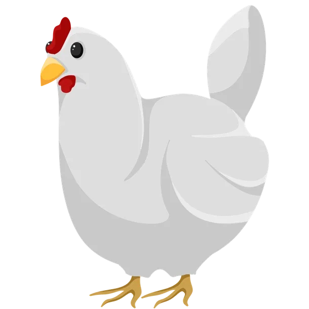 Chicken — standard appearance