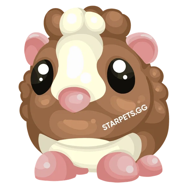 Chocolate Dutch Guinea Pig — standard appearance