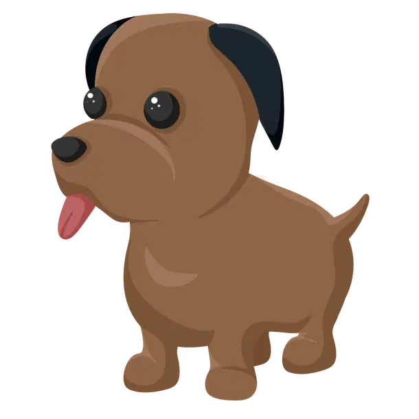 Chocolate Labrador — standard appearance