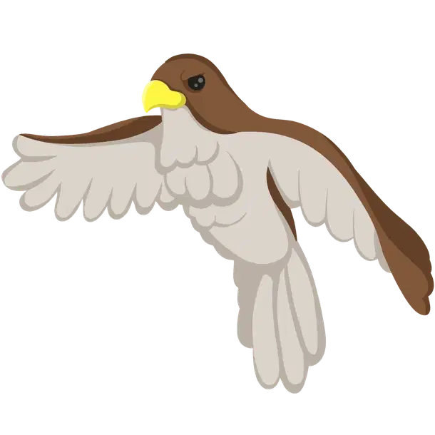 Hawk — standard appearance