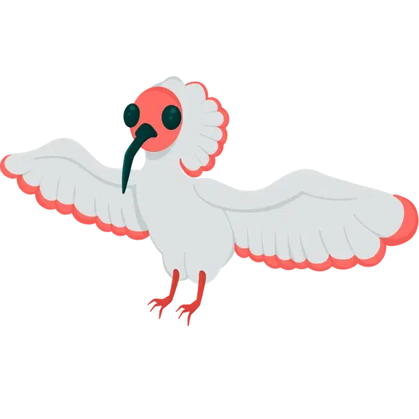 Ibis — standard appearance