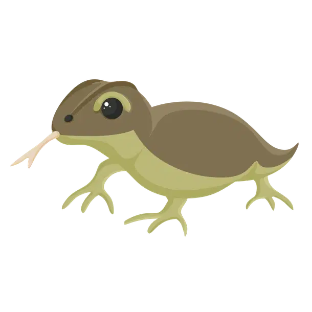 Komodo Dragon — standard appearance
