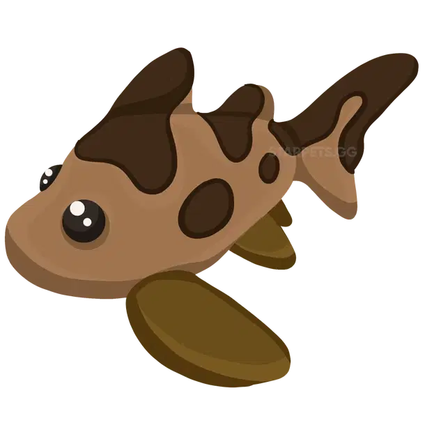 Leopard Shark — standard appearance