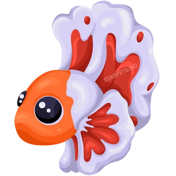 Orange Betta Fish — standard appearance