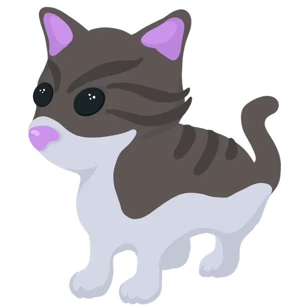 Persian Cat — standard appearance