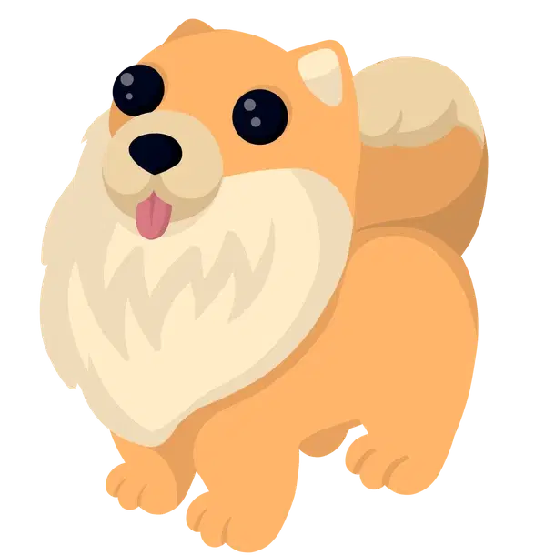 Pomeranian — standard appearance