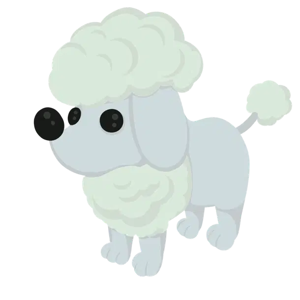 Poodle — standard appearance