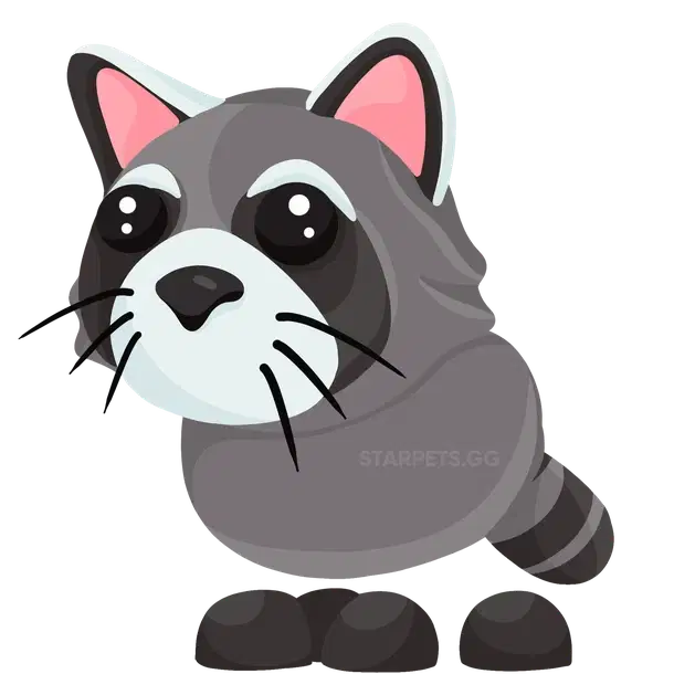 Raccoon — standard appearance