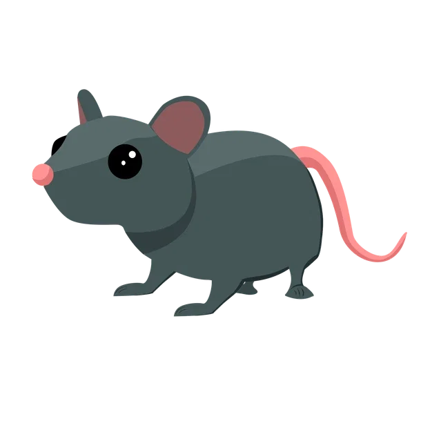 Rat — standard appearance