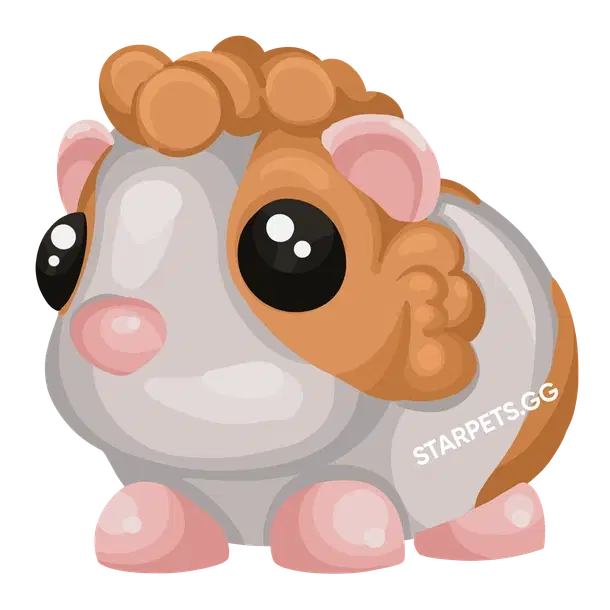 Red Dutch Guinea Pig — standard appearance