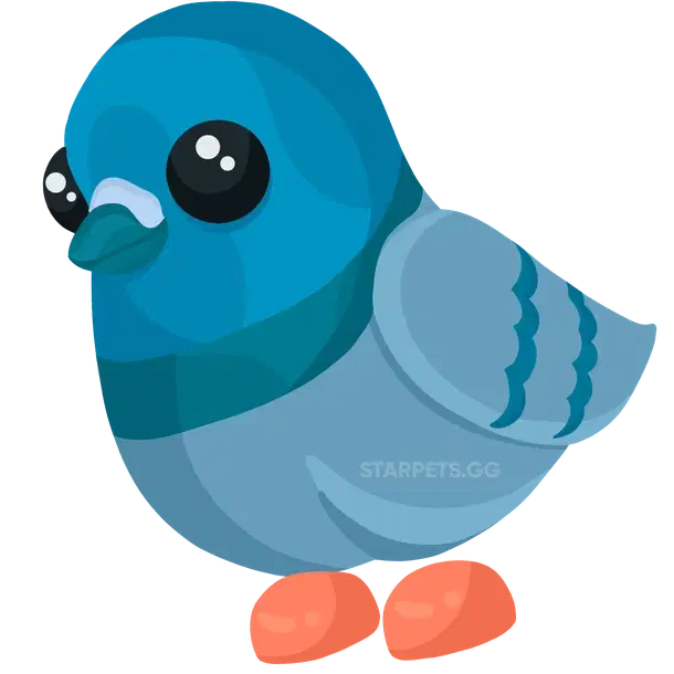 Rock Pigeon — standard appearance