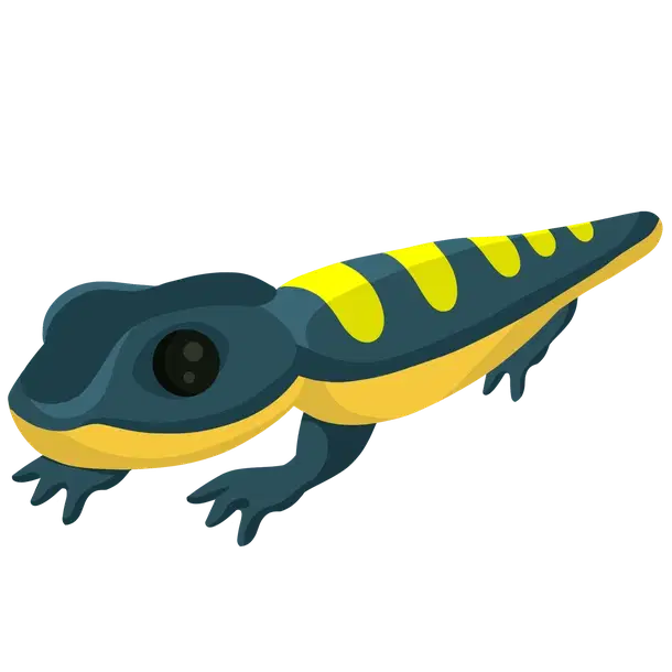 Salamander — standard appearance