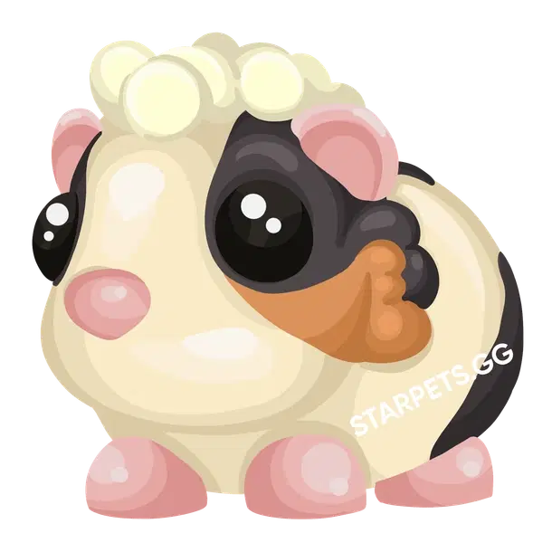 Tortoiseshell Guinea Pig — standard appearance